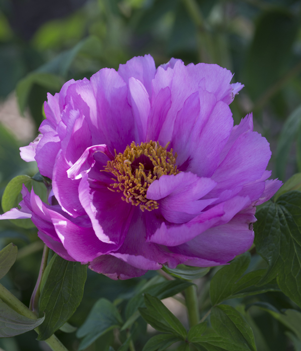 Tree peony - Smiling country maiden | Centro Botanico Moutan